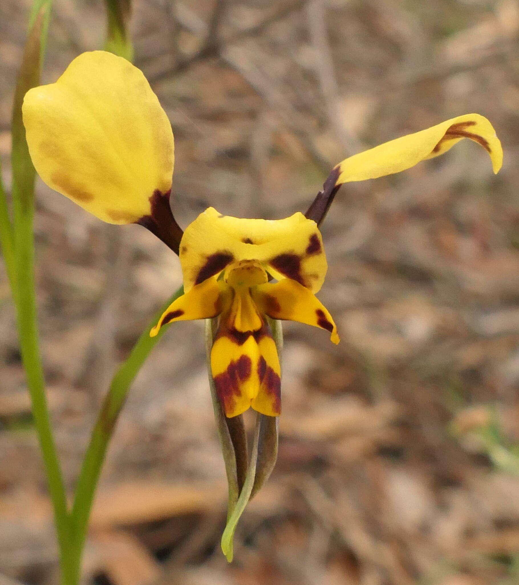 Image of Diuris leopardina