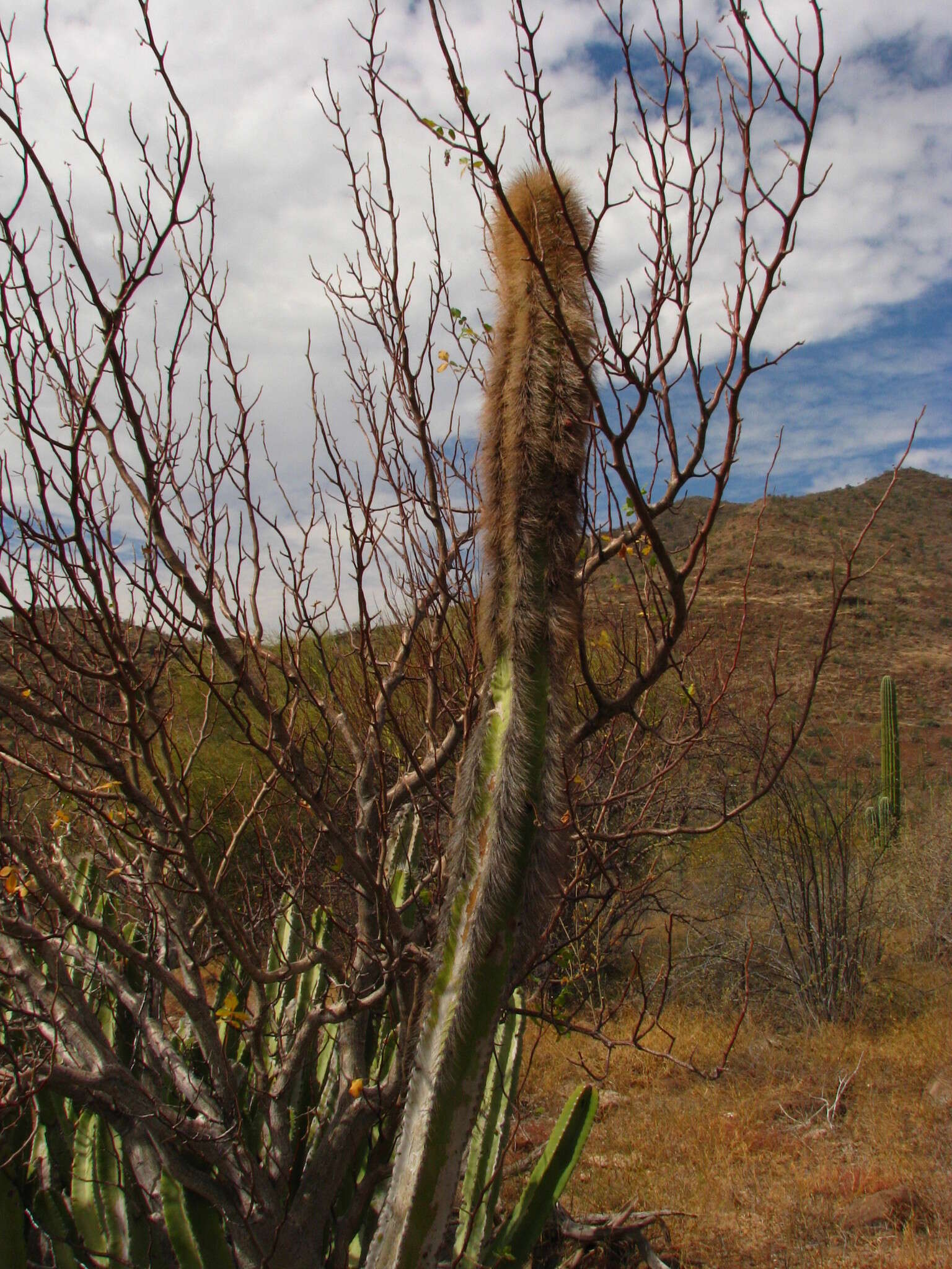 Image of senita cactus