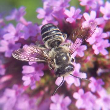 Image of Texas Leaf-cutter Bee