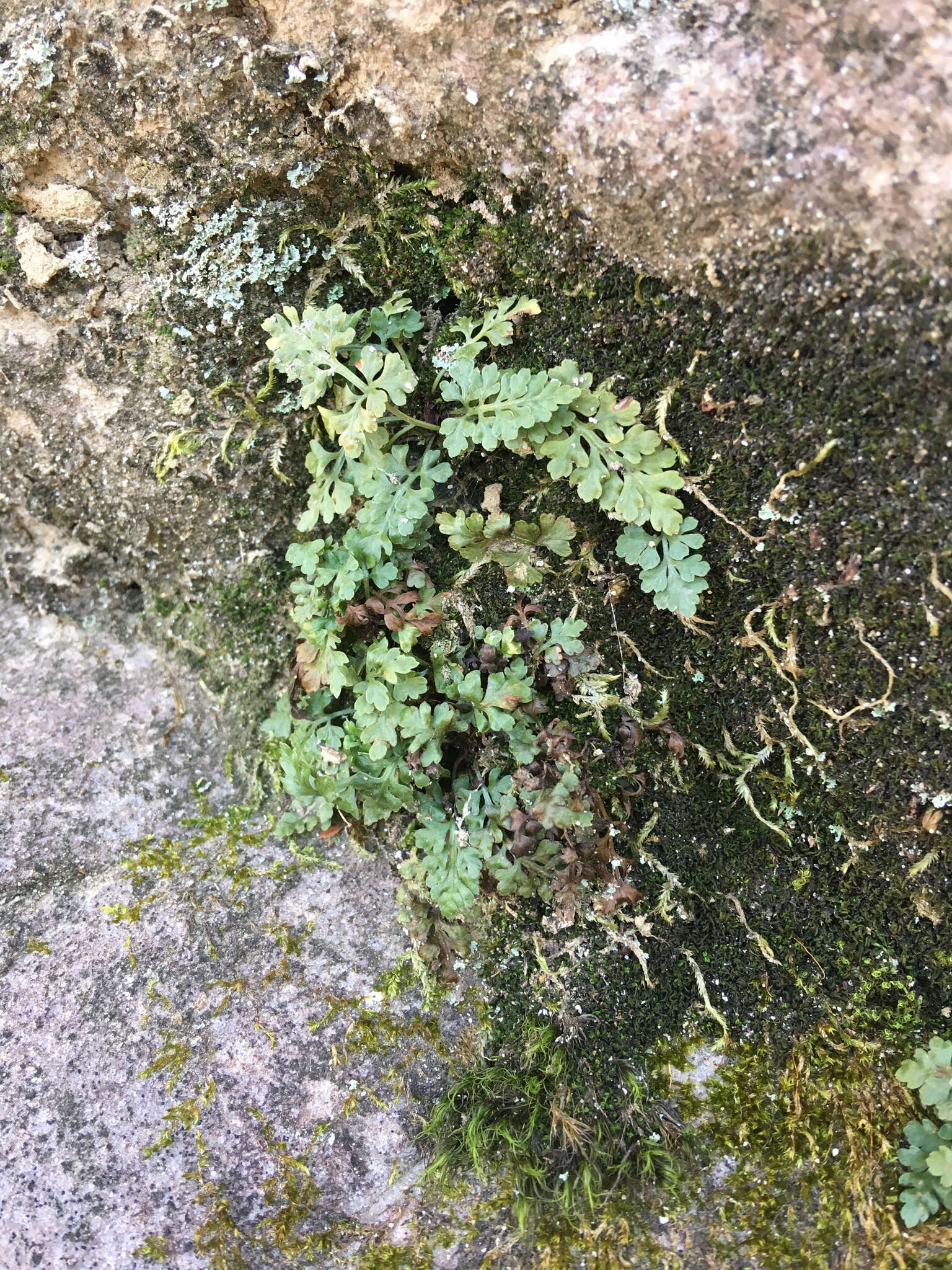 Imagem de Asplenium montanum Willd.