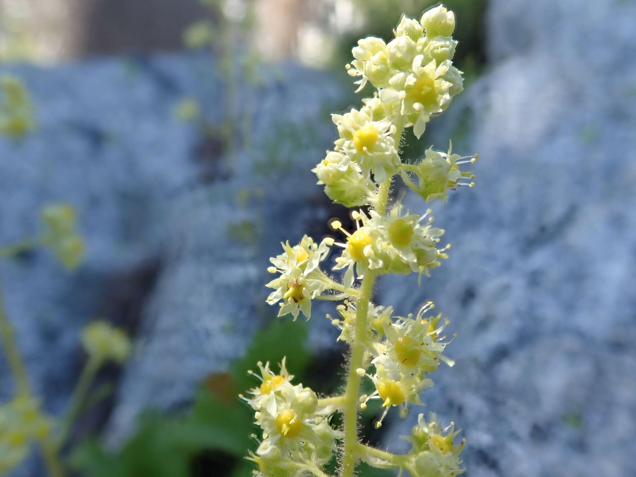 Image of strawberry saxifrage