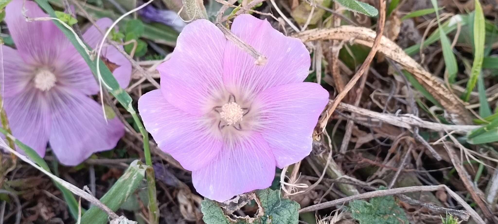 Image of Alcea acaulis (Cav.) Alef.