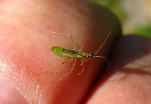 Image of Dicyphus pallidus (Herrich-Schaeffer 1836)