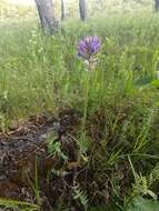 Image of Oxytropis ambigua (Pall.) DC.