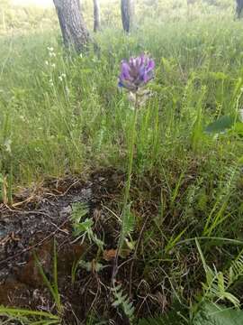 Image of Oxytropis ambigua (Pall.) DC.