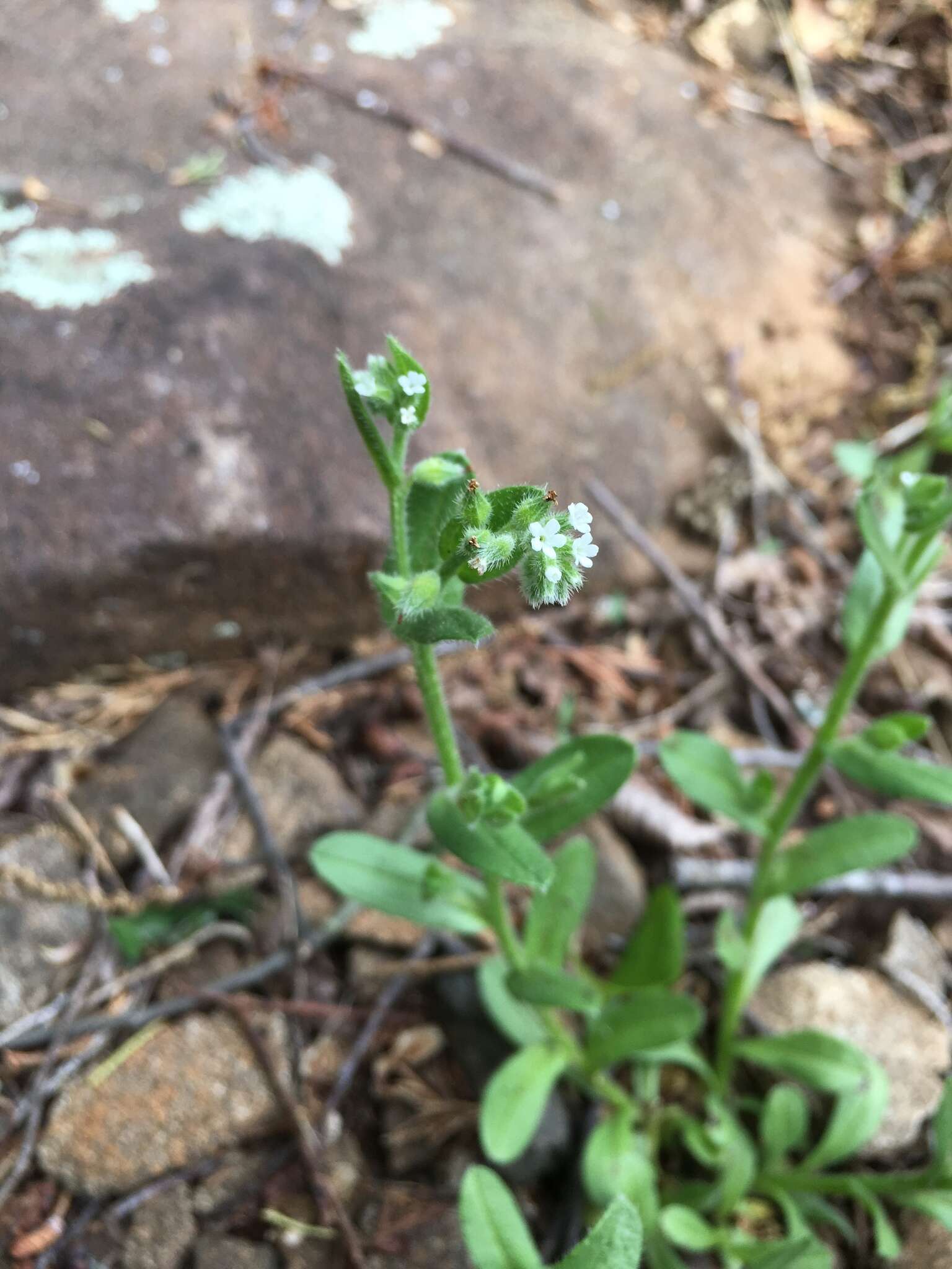 Image of Spring Forget-Me-Not