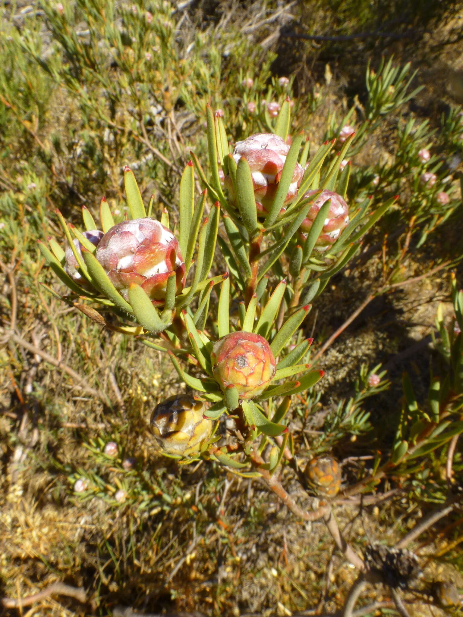 Image of <i>Leucadendron <i>lanigerum</i></i> var. lanigerum