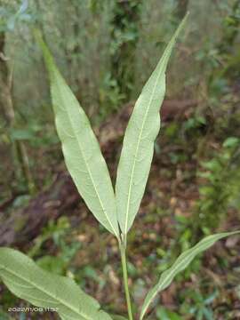 Lasianthus japonicus Miq. resmi