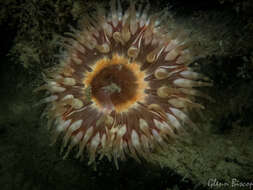 Image of Northern red anemone