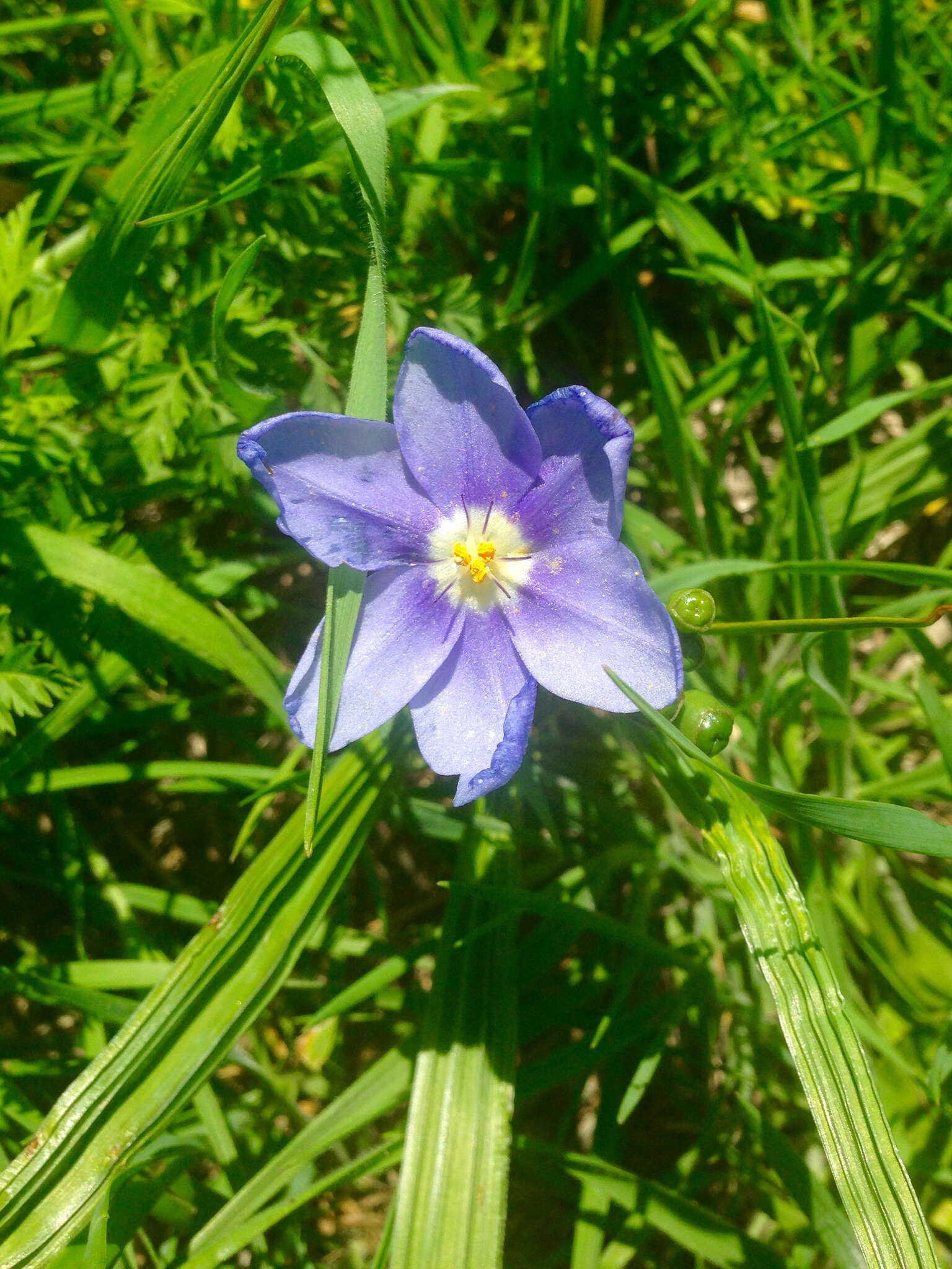 Image of Prairie pleatleaf