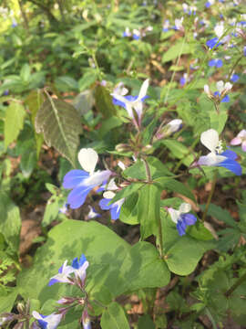 Image of spring blue eyed Mary