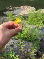 Image of Heterotheca camporum var. glandulissima