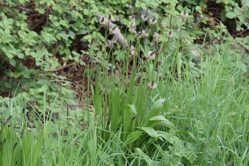 Image of Ribwort Plantain