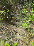 Image of Carolina milkweed