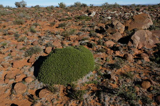 Image of Thesium imbricatum Thunb.