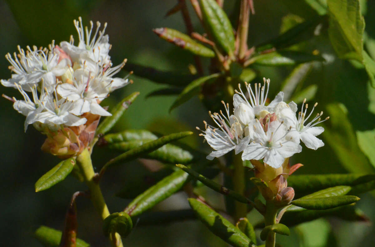 Image de Rhododendron columbianum (Piper) Harmaja