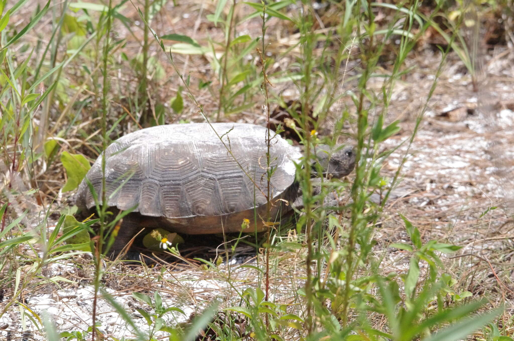 Image of (Florida) Gopher Tortoise