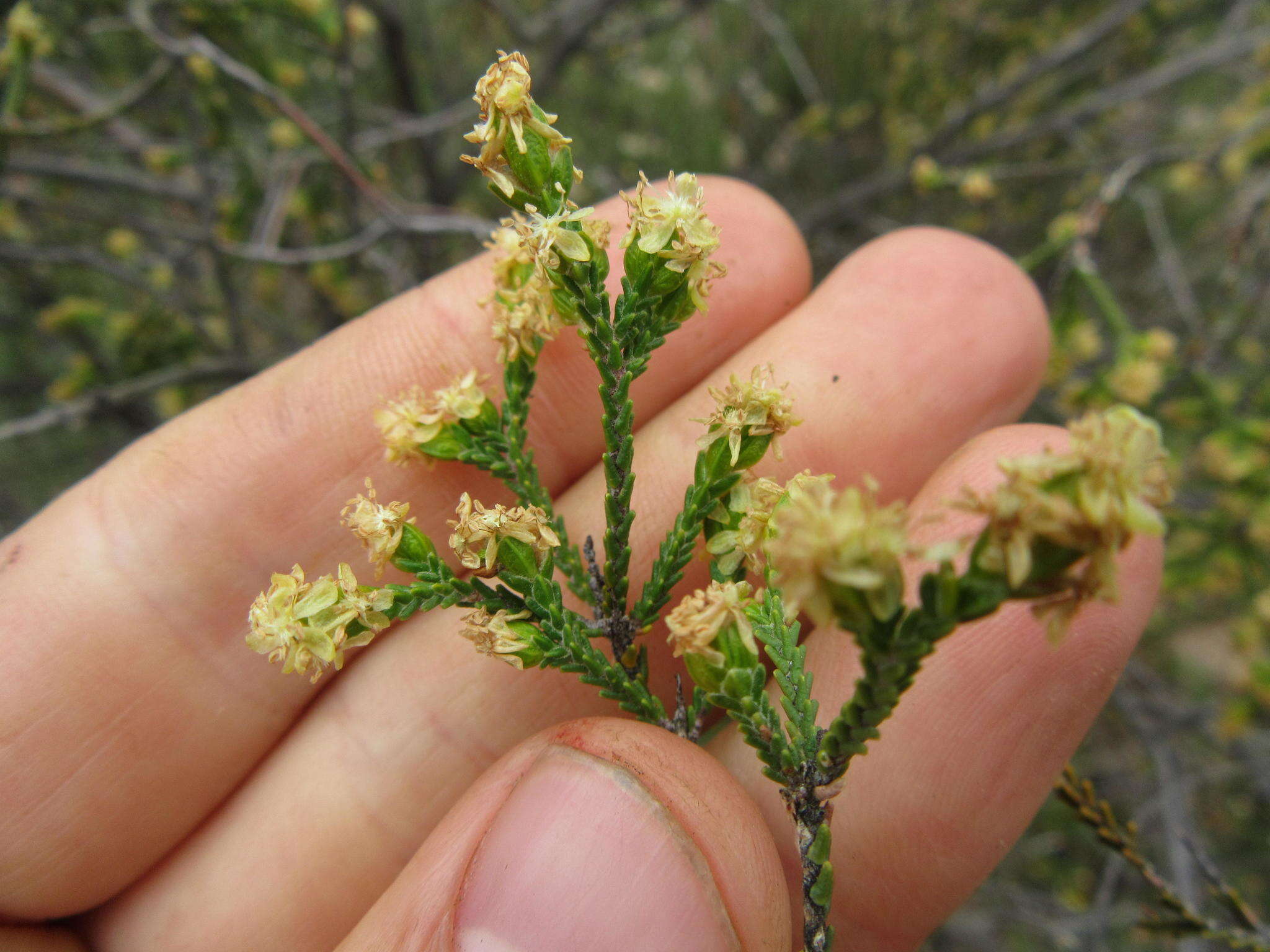 Image of Passerina truncata (Meissn.) Bredenk. & A. E. van Wyk