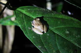 Image of Pristimantis reichlei Padial & De la Riva 2009