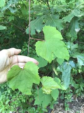 Image of summer grape