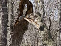 Image of Grey Foxes