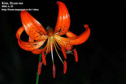 Image of Lilium leichtlinii Hook. fil.
