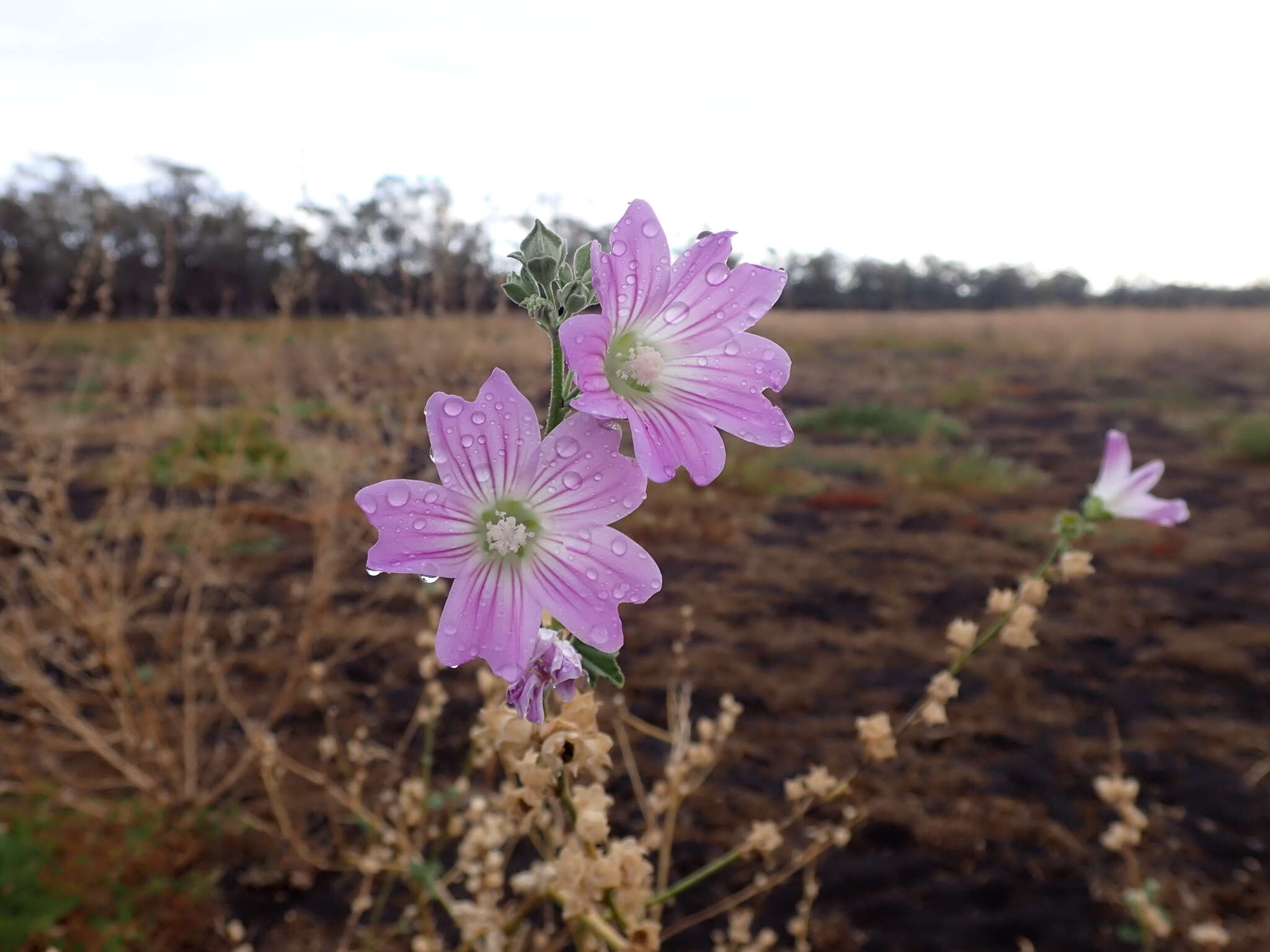 Image de Malva weinmanniana (Besser ex Rchb.) Conran