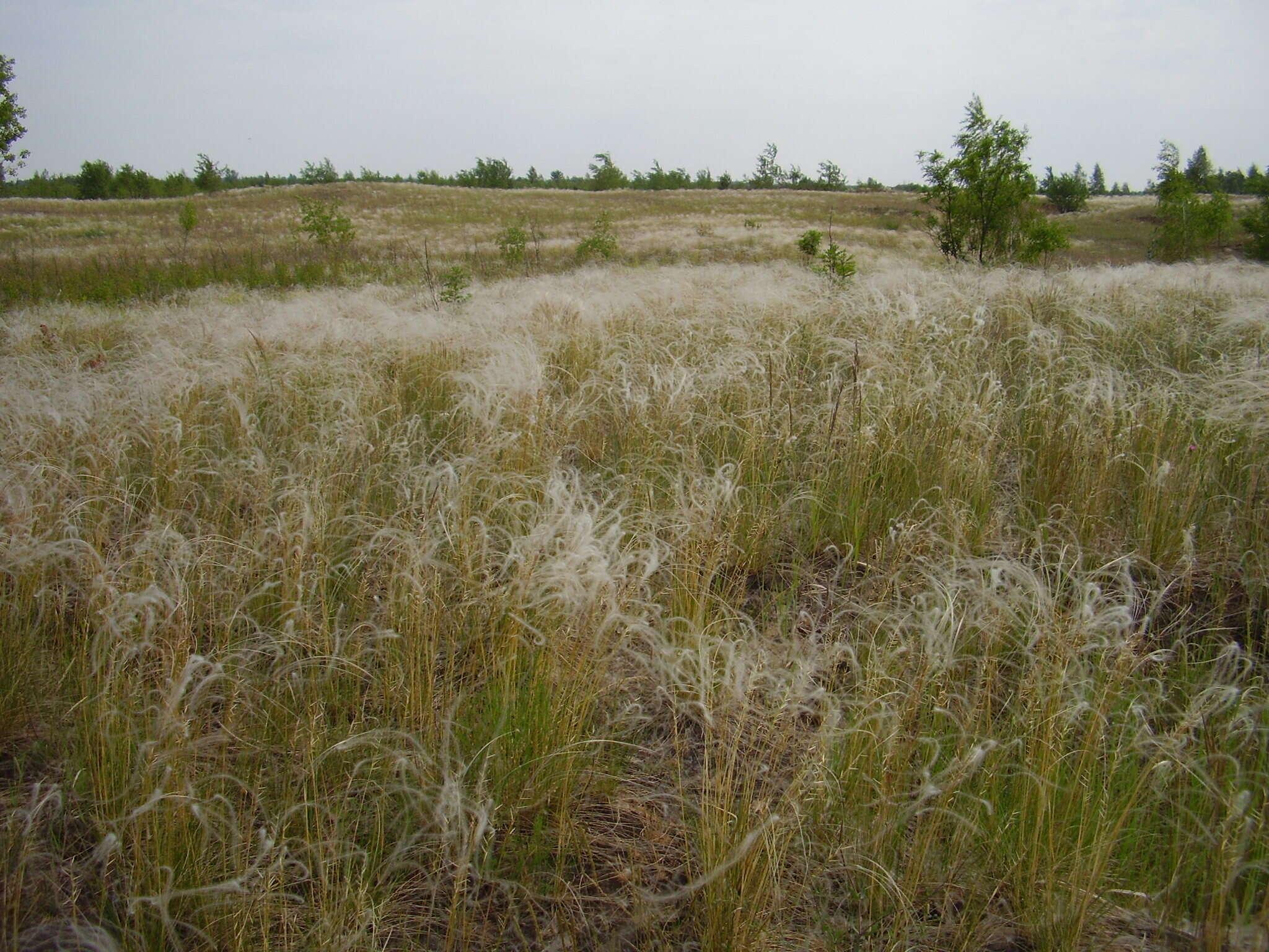 Image of Stipa pennata subsp. sabulosa (Pacz.) Tzvelev