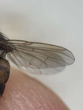 Слика од Pygophora apicalis Schiner 1868