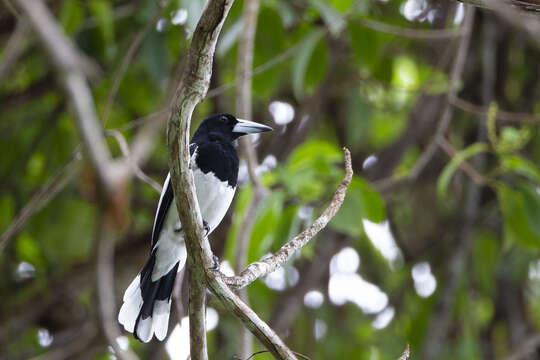 Image of Hooded Butcherbird