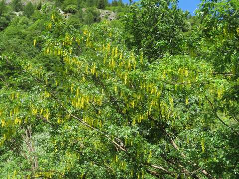 Image of Alpine Laburnum