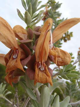 Salvia aurea L. resmi