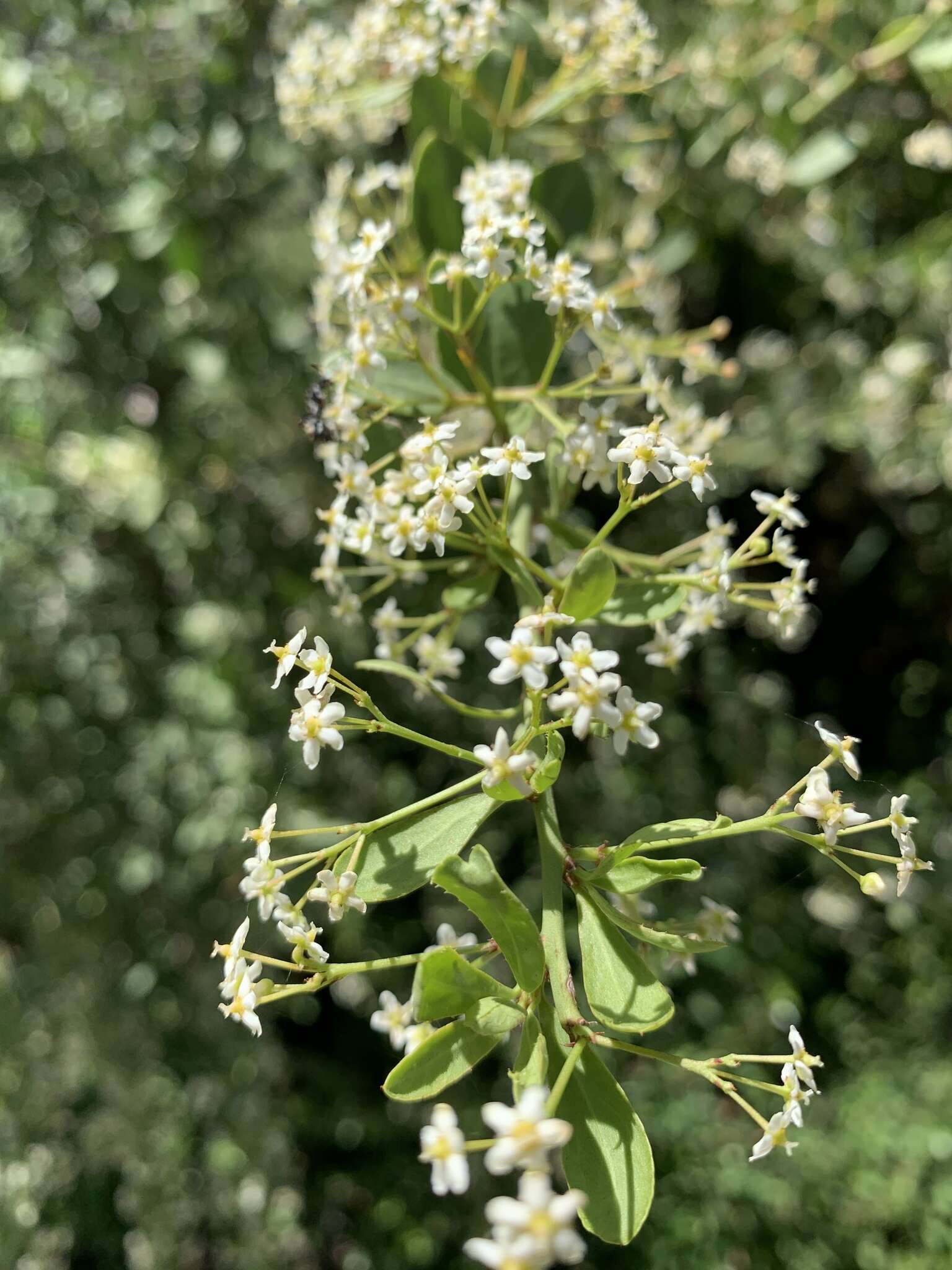 Image of Gymnosporia maranguensis (Loes.) Loes.