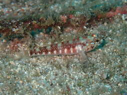 صورة Wheelerigobius wirtzi Miller 1988