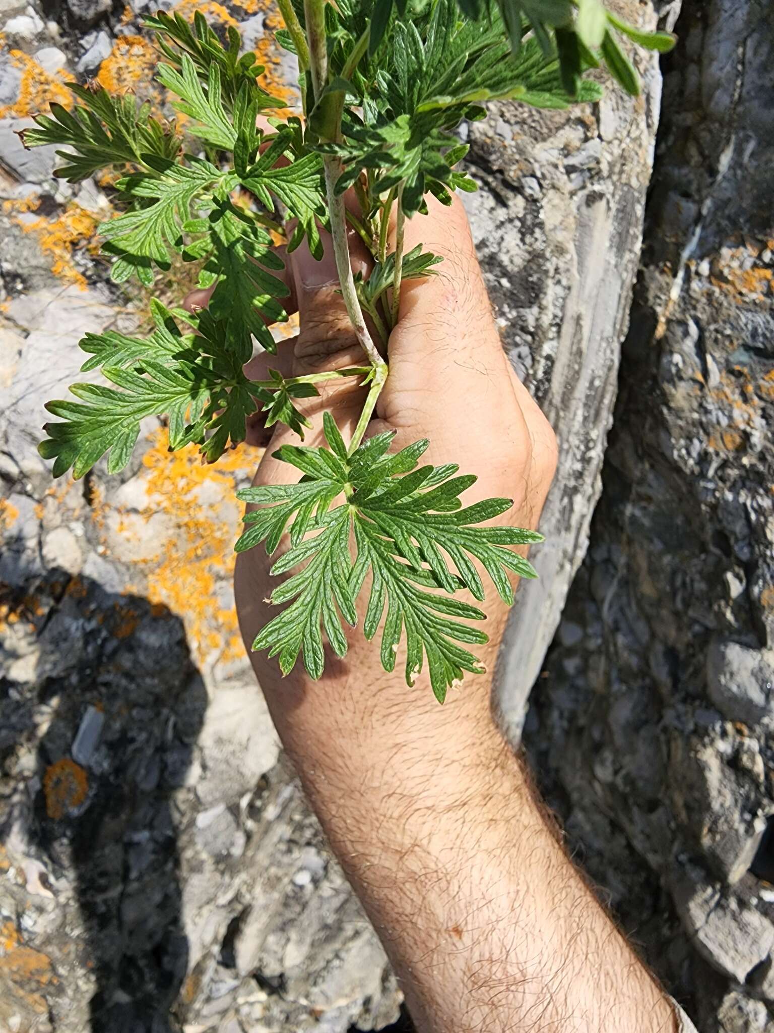 Image de Potentilla pensylvanica var. litoralis (Rydb.) Boivin