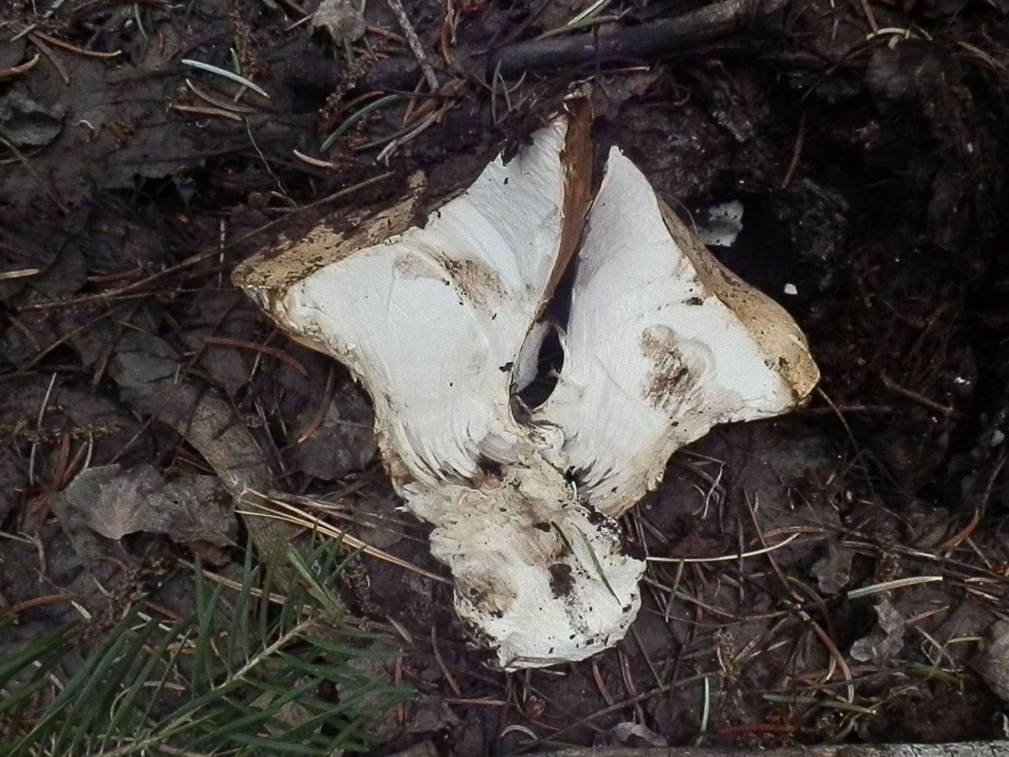 Слика од Hygrophorus subalpinus A. H. Sm. 1941