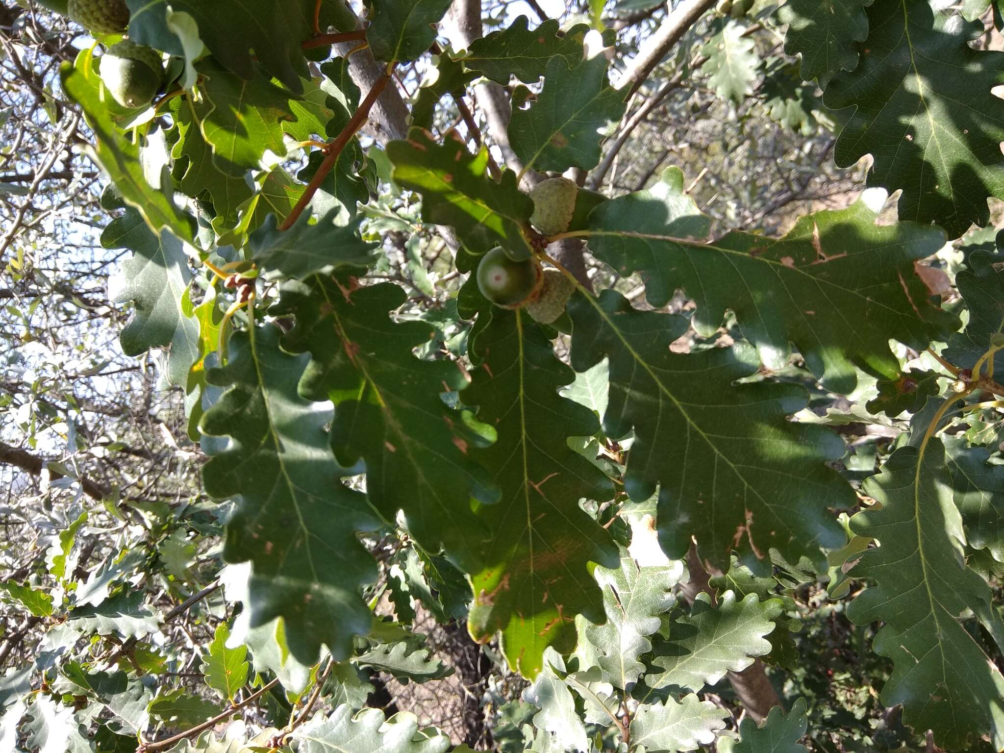Image of Quercus petraea subsp. polycarpa (Schur) Soó