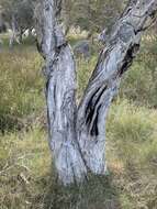 Image of Melaleuca cuticularis Labill.