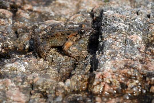 Image of Tyrrhenian Painted Frog