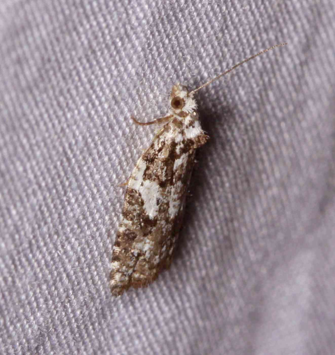 Image of Eastern Black-headed Budworm Moth