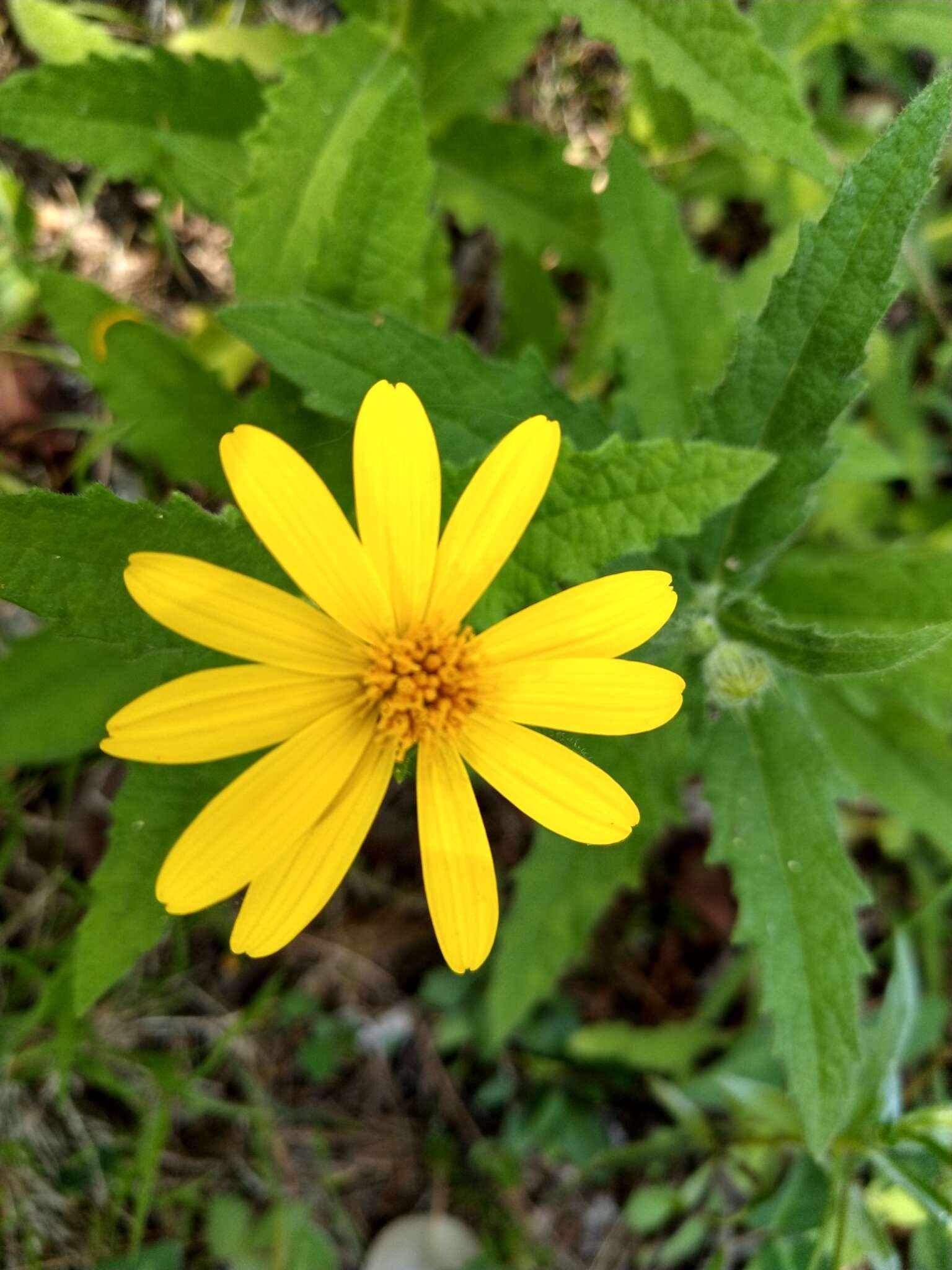 Image of Verbesina coahuilensis A. Gray ex S. Wats.