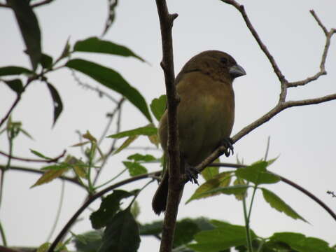 Image of Yellow-bellied Seedeater