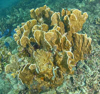 Image of Fire coral