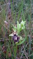 Image of Ophrys sphegodes subsp. passionis (Sennen) Sanz & Nuet