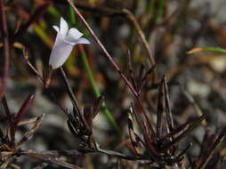 Imagem de Prismatocarpus sessilis var. sessilis