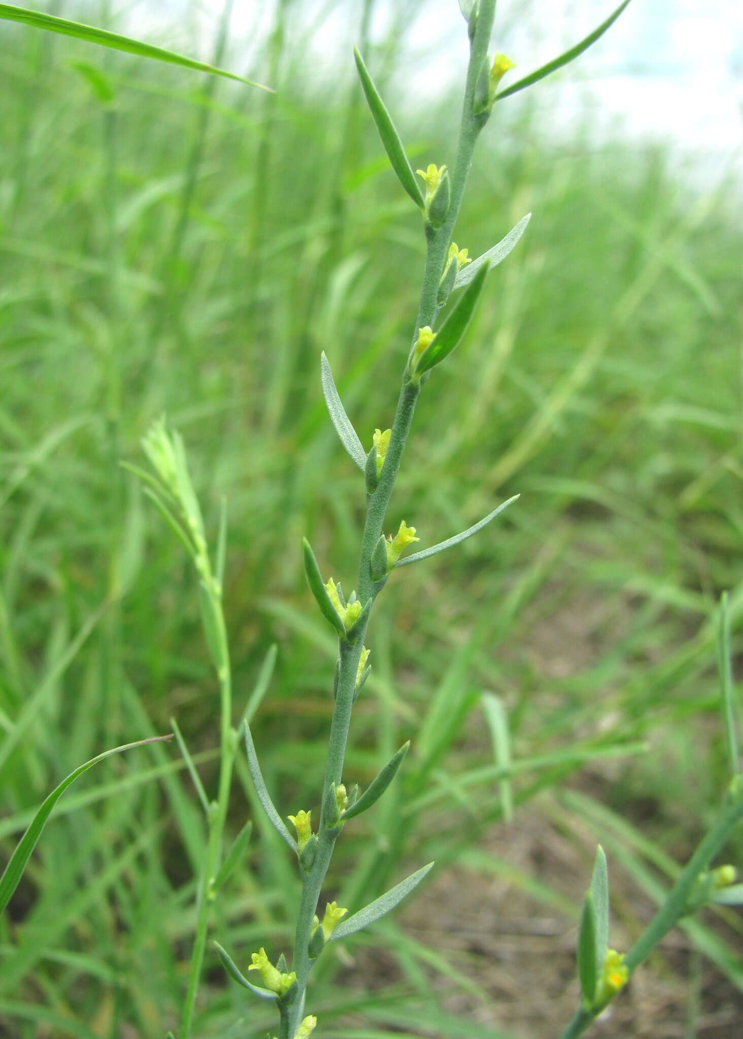 Thymelaea passerina (L.) Coss. & Germ.的圖片