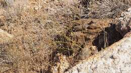 Image of pineland buckwheat