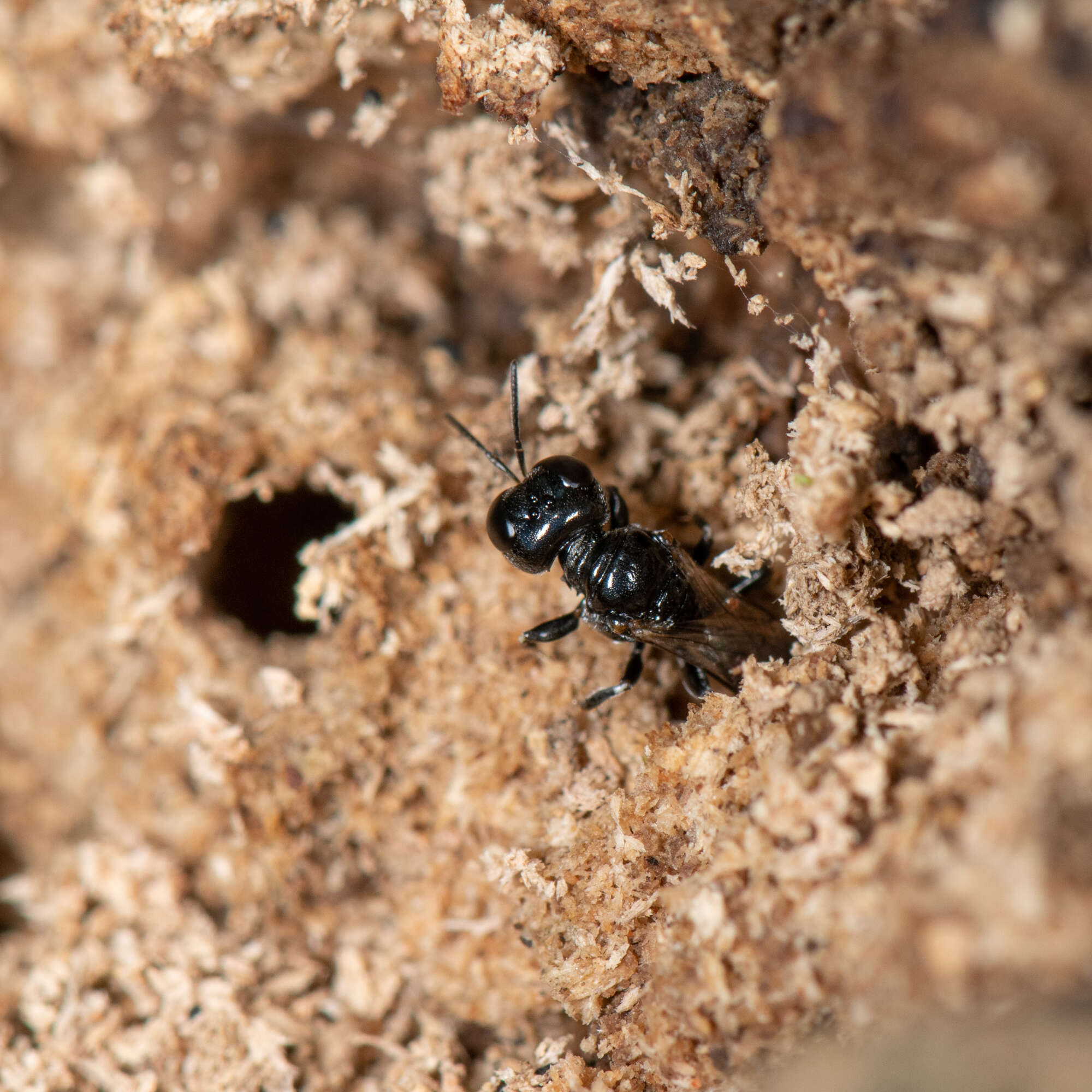 Imagem de Crossocerus annulipes (Lepeletier de Saint Fargeau & Brullé 1835)