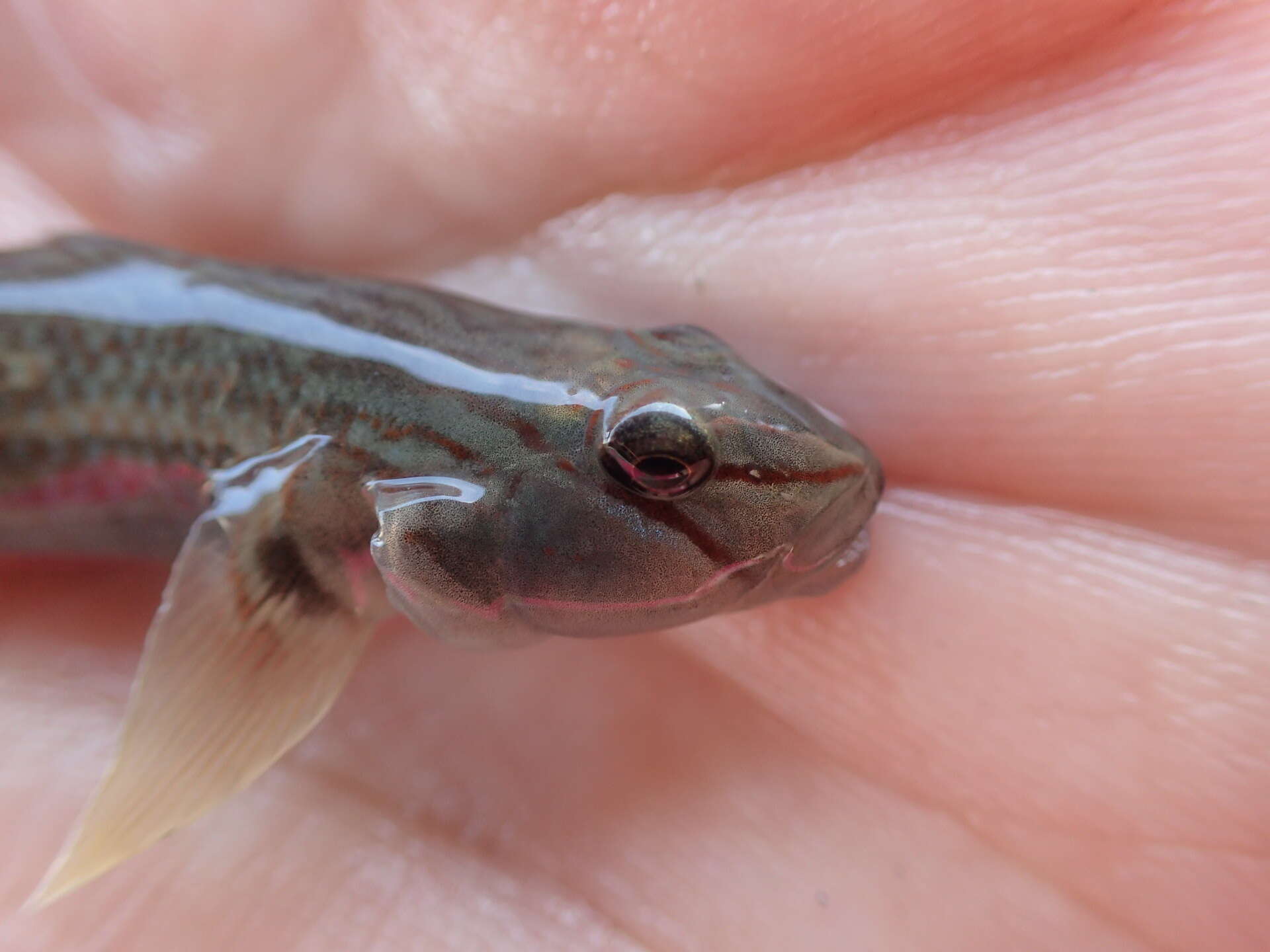 Слика од Rhinogobius candidianus (Regan 1908)