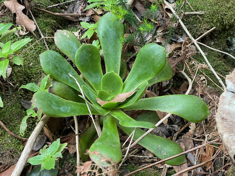 Image of Aeonium cuneatum Webb & Berth.